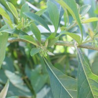 Iochroma arborescens (L.) J.M.H.Shaw